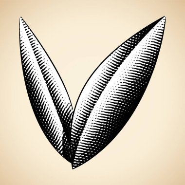 Çizelge Tahtası İşlenmiş Yapraklar bej bir arkaplanda izole edilmiş Beyaz Dolgu Rengi