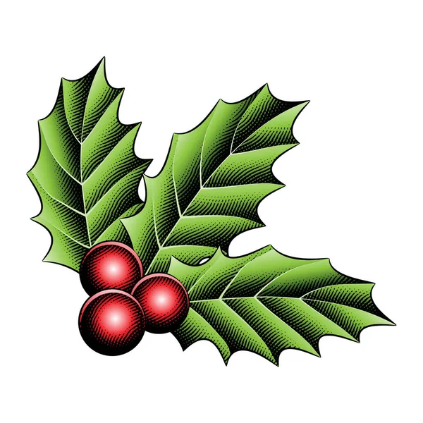 Illustratie Van Scratchboard Gegraveerde Holly Bessen Met Kleurrijke Vulling Geïsoleerd — Stockvector