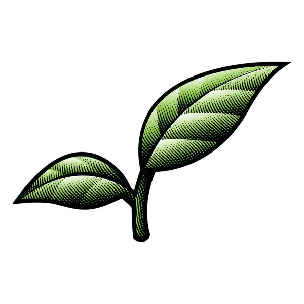 Illustratie Van Scratchboard Gegraveerde Groene Bladeren Met Zwarte Stoute Contouren — Stockvector