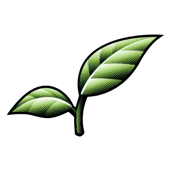 Иллюстрация Царапины Гравированный Зеленый Лист Ветви Изолированы Белом Фоне — стоковый вектор