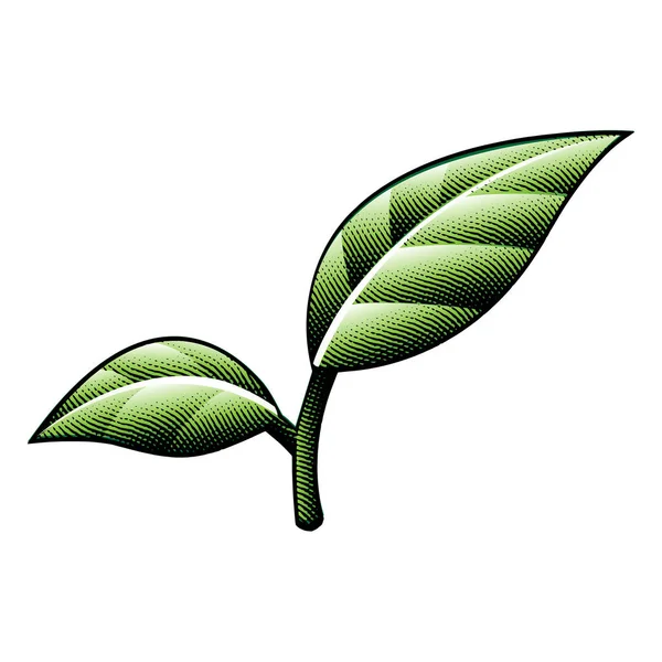 Ilustração Scratchboard Folhas Verdes Gravadas Com Contornos Pretos Isolados Fundo — Vetor de Stock