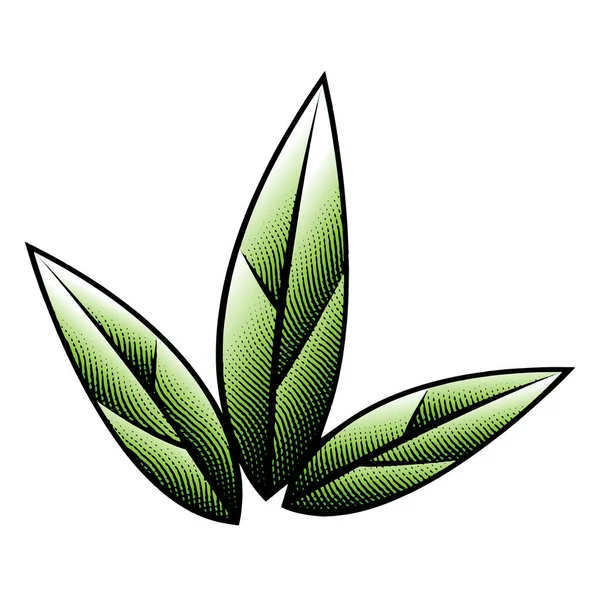 Illustratie Van Green Scratchboard Gegraveerde Bladeren Geïsoleerd Een Witte Achtergrond — Stockvector