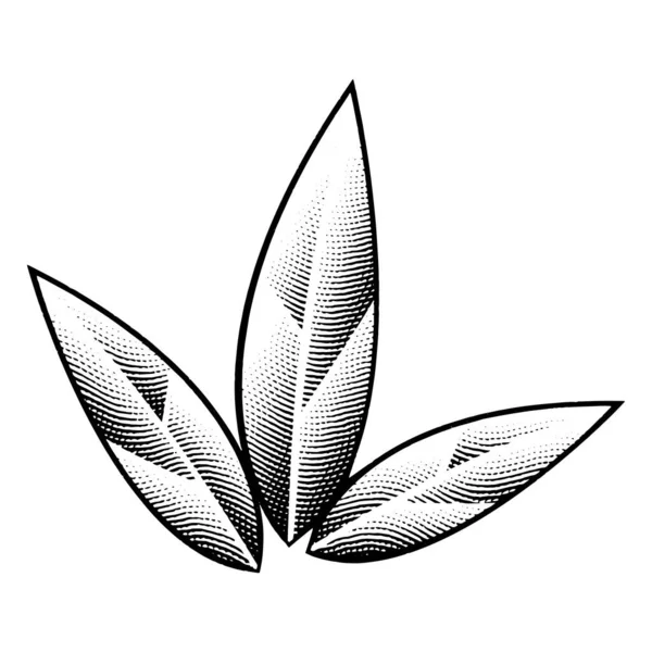 Ілюстрація Гравірованих Листя Тютюну Ізольовані Білому Тлі — стоковий вектор