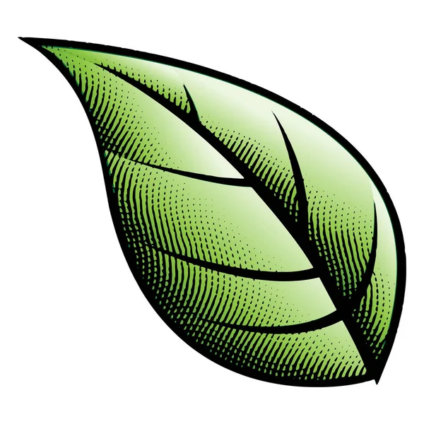 Illustrazione Scratchboard Inciso Big Green Leaf Isolato Uno Sfondo Bianco — Vettoriale Stock