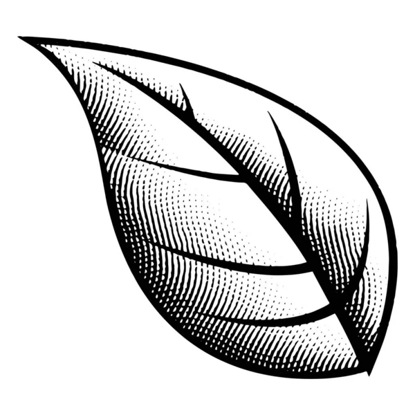 Illustrazione Scratchboard Inciso Big Leaf Isolato Uno Sfondo Bianco — Vettoriale Stock