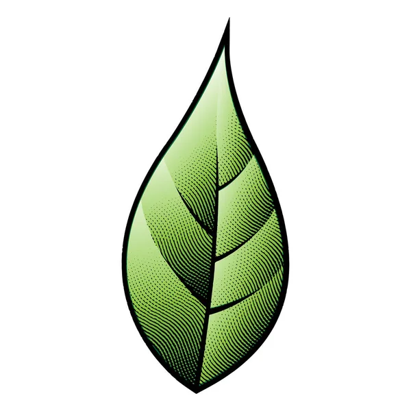 Illustrazione Scratchboard Inciso Foglia Verde Isolato Uno Sfondo Bianco — Vettoriale Stock
