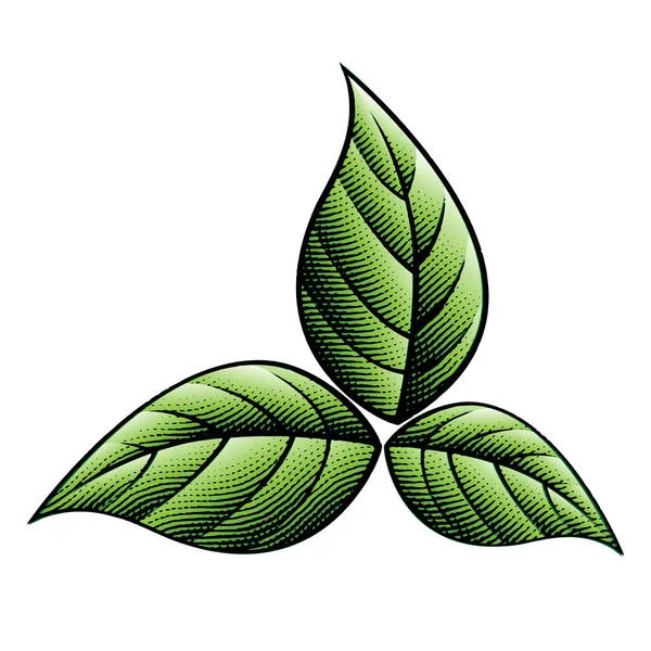 Ilustração Scratchboard Gravado Tabaco Verde Folhas Isoladas Fundo Branco — Vetor de Stock