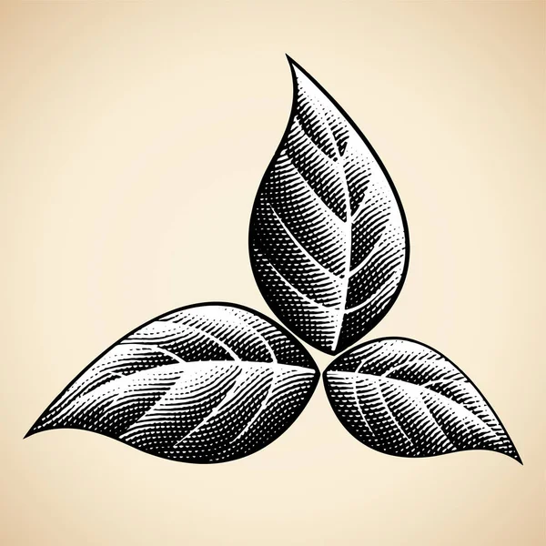 Çizim Tahtası Işlemeli Siyah Tütün Yaprakları Bej Bir Arka Planda — Stok Vektör