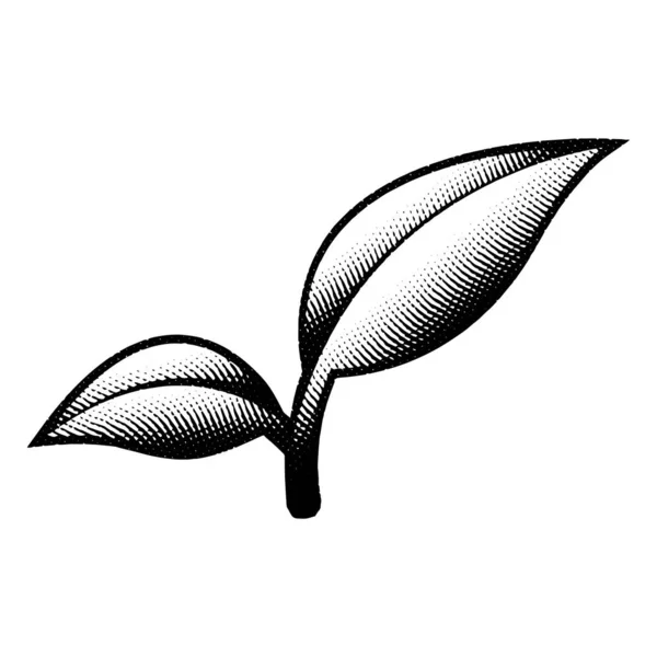 Illustration Branche Feuille Gravée Scratchboard Isolée Sur Fond Blanc — Image vectorielle