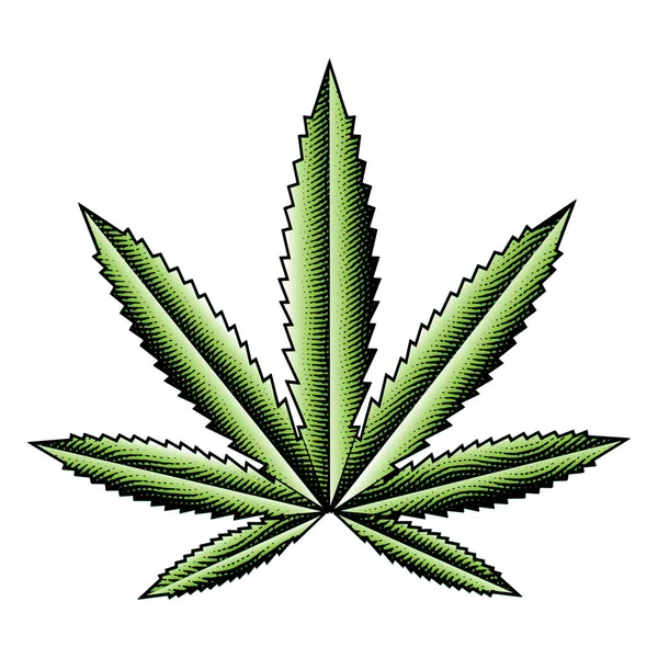 Illustratie Van Scratchboard Gegraveerd Groen Cannabisblad Geïsoleerd Een Witte Achtergrond — Stockvector
