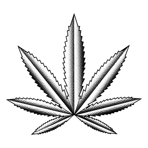 Illustratie Van Scratchboard Gegraveerd Cannabisblad Geïsoleerd Een Witte Achtergrond — Stockvector