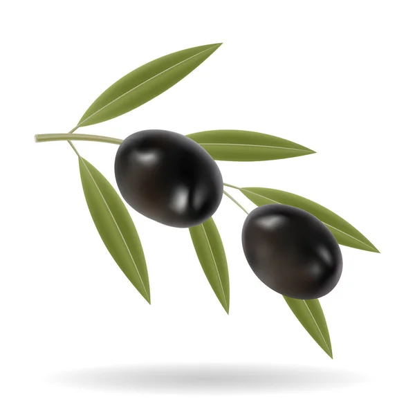 白を基調とした黒オリーブと緑の葉のイラスト — ストックベクタ