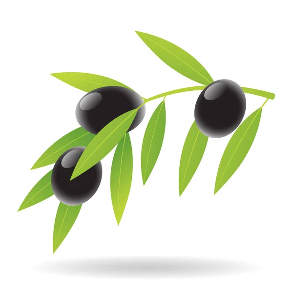 Olivy Listy Ilustrace Izolované Bílém Pozadí — Stockový vektor