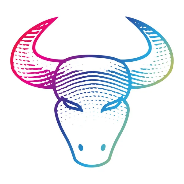 Illustration Von Scratchboard Eingravierte Stier Frontansicht Regenbogenfarben Isoliert Auf Weißem — Stockvektor