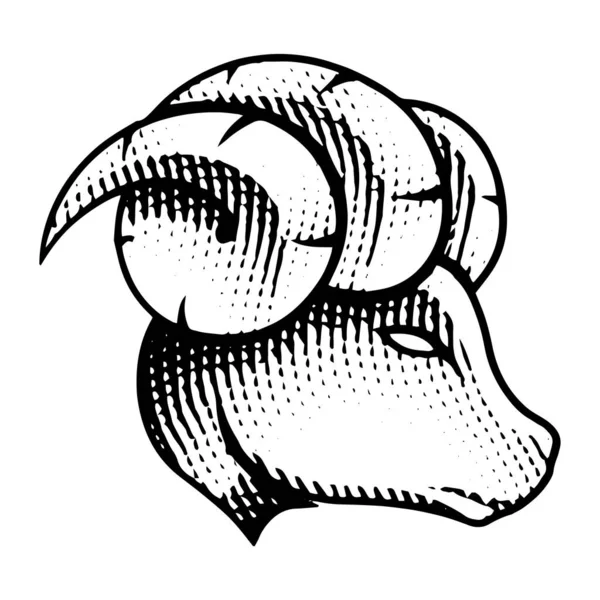 Ilustracja Scratchboard Graved Ram Profile Zobacz Izolowany Białym Tle — Wektor stockowy