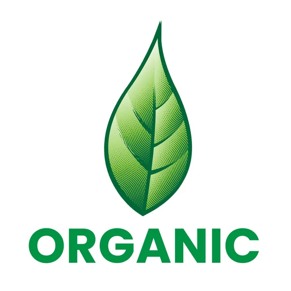 Organikus Gravírozott Ikon Zöld Levéllel Elszigetelt Fehér Alapon — Stock Vector