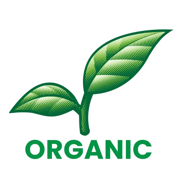 Ícone Gravado Orgânico Com Folhas Verdes Sombreadas Isoladas Fundo Branco — Vetor de Stock
