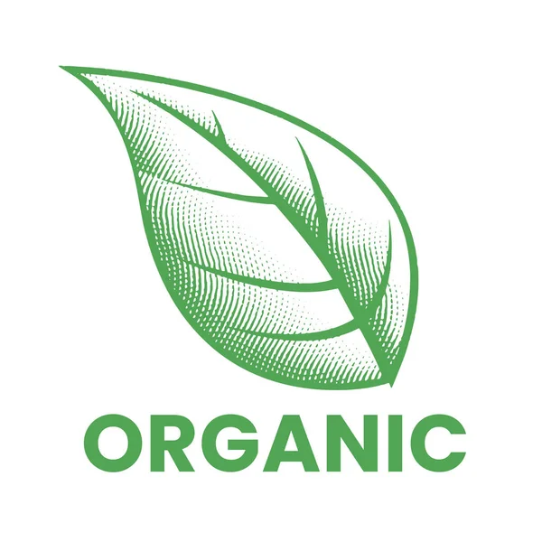 Icono Orgánico Con Hoja Verde Grabada Aislada Sobre Fondo Blanco — Vector de stock