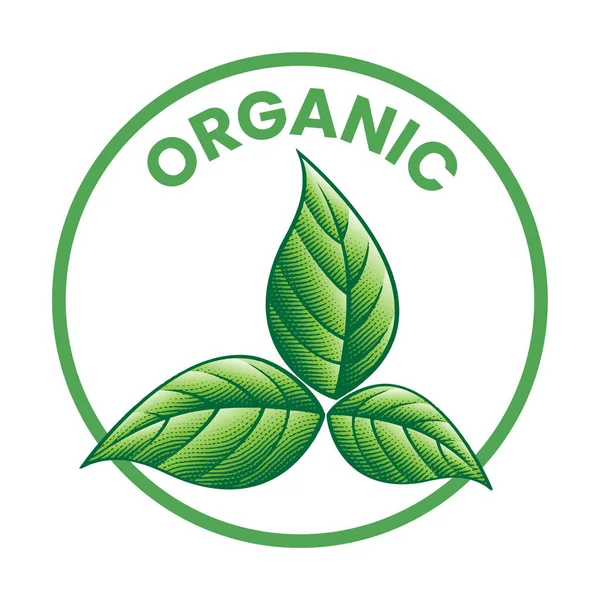 Icono Redondo Orgánico Con Hojas Verdes Grabadas Sombreadas Aisladas Sobre — Vector de stock