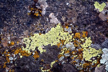 Çok renkli liken, düz bir taş üzerinde tasarım için harika bir zemin olabilecek güzel görüntüler oluşturdu.