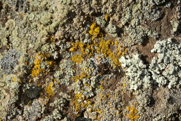 Liquen Multicolor Creado Hermosas Imágenes Sobre Una Piedra Plana Que — Foto de Stock