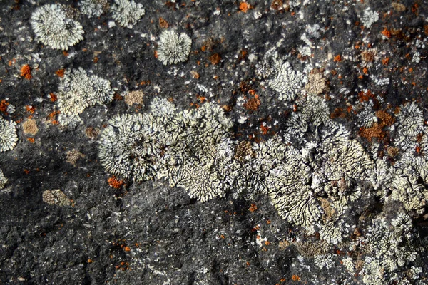 Lichen Multicolore Créé Belles Images Sur Une Pierre Plate Qui — Photo