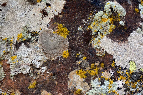 Разноцветный Лишайник Создал Красивые Изображения Плоском Камне Который Отличным Фоном — стоковое фото