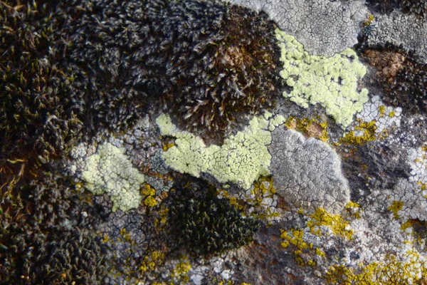 Liquen Multicolor Creado Hermosas Imágenes Sobre Una Piedra Plana Que — Foto de Stock