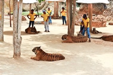 Tiger at the Buddhist Tiger temple near Kanchanaburi clipart