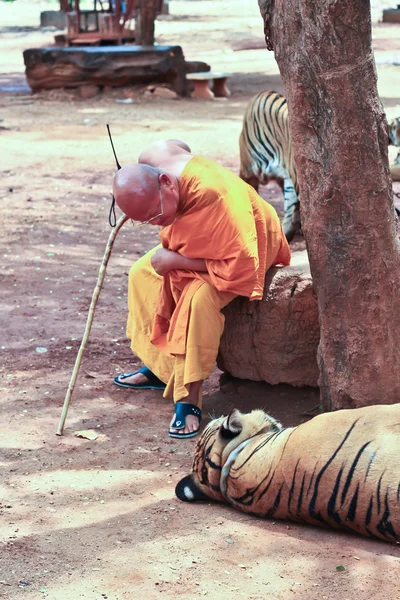 Tiger at the Buddhist Tiger temple near Kanchanaburi — Stock Photo, Image