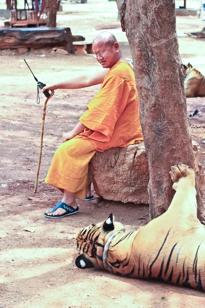 Tiger at the Buddhist Tiger temple near Kanchanaburi — Stock Photo, Image