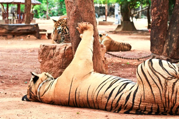 Tigre en el templo Buddhist Tiger cerca de Kanchanaburi — Foto de Stock