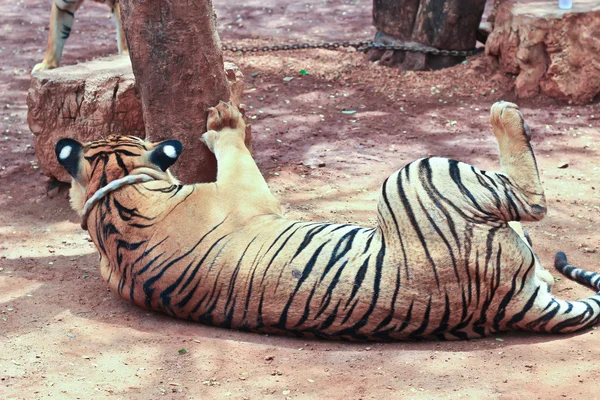 Tigre en el templo Buddhist Tiger cerca de Kanchanaburi — Foto de Stock