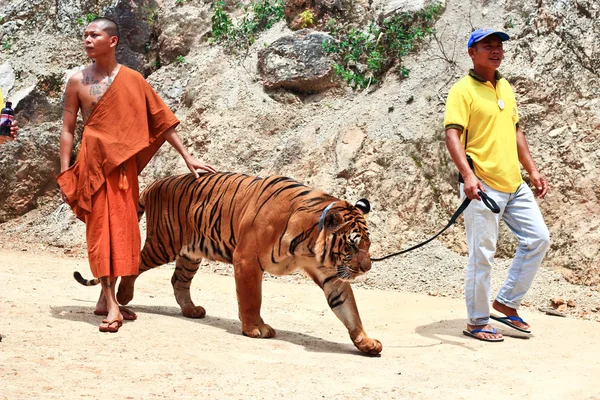 Tiger at the Buddhist Tiger temple near Kanchanaburi — Stock Photo, Image