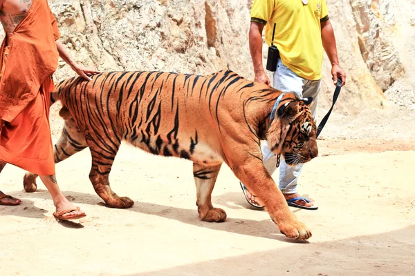 Tigre en el templo Buddhist Tiger cerca de Kanchanaburi — Foto de Stock