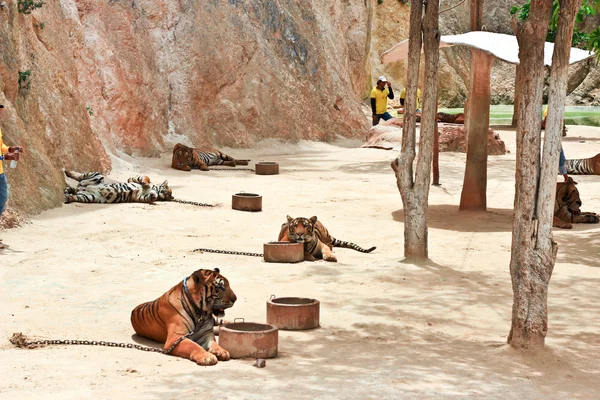 Tiger at the Buddhist Tiger temple near Kanchanaburi — Stock Photo, Image