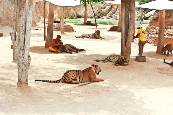 Tiger at the Buddhist Tiger temple near Kanchanaburi — Stock Photo, Image
