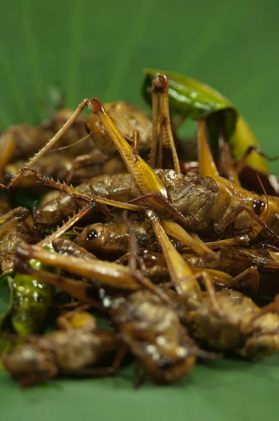 Frytki owady — Zdjęcie stockowe