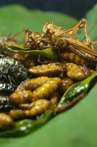 Жареные насекомые — стоковое фото