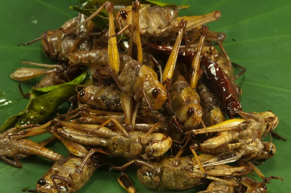 Olajban sült rovarokat — Stock Fotó