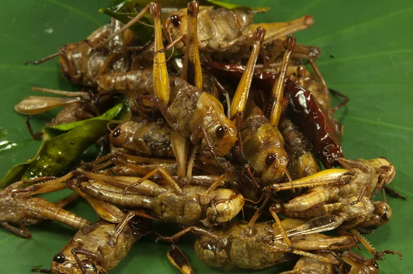 Friterade insekter — Stockfoto