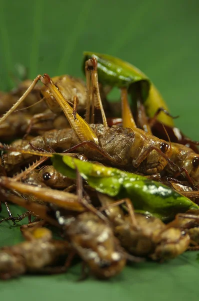 Frytki owady — Zdjęcie stockowe