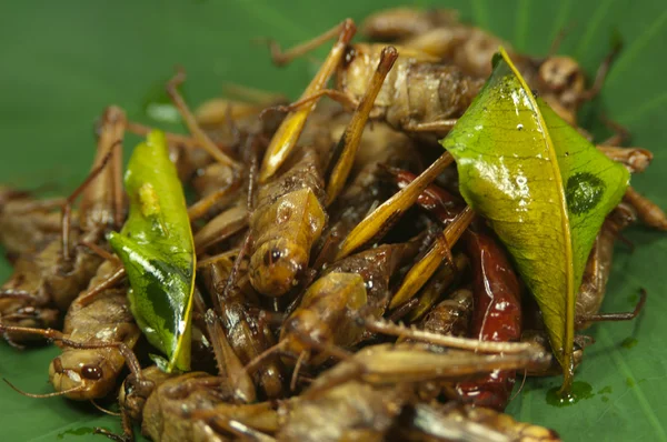 Deep-fried insects — Stock Photo, Image