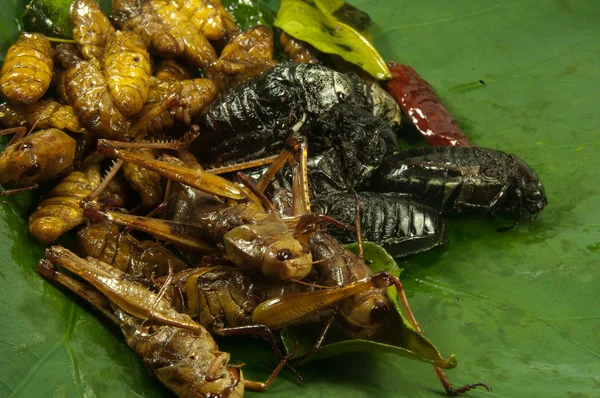 Deep-fried insects — Stock Photo, Image