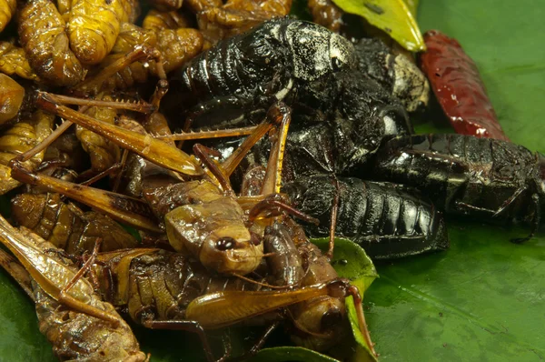 Frittierte Insekten — Stockfoto