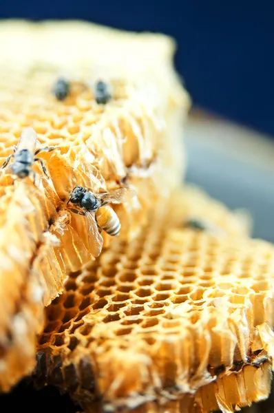 Honeycomb — Stock Photo, Image