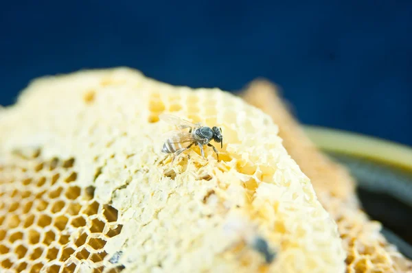 Peine de abeja — Foto de Stock