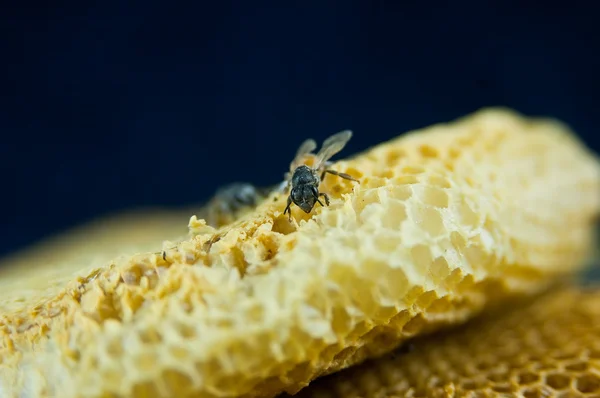 Nid d'abeille — Photo
