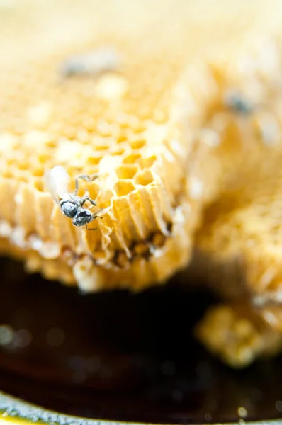 Peine de abeja — Foto de Stock