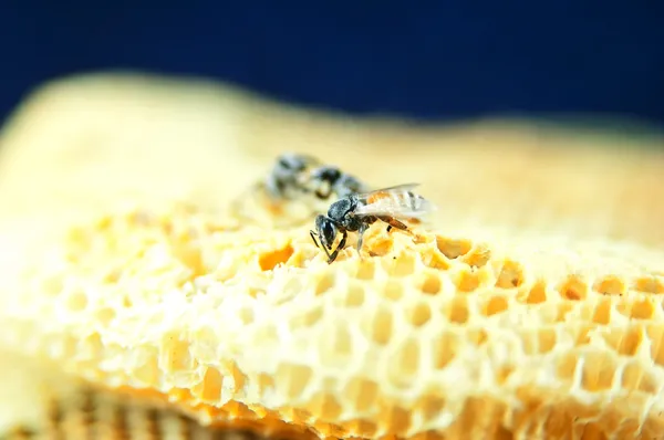 Honeycomb — Stock Photo, Image